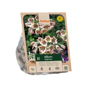 Allium Bulgaricum - 10 Bulbs