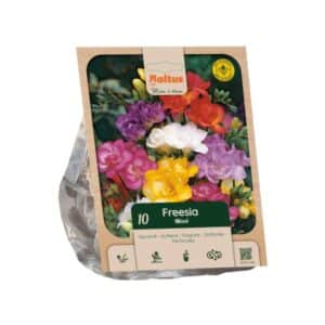 Double Freesia Mix - 10 Bulbs