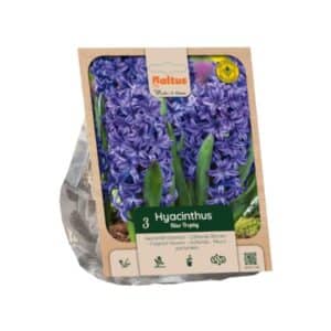 Hyacinthus 'Blue Trophy' - 3 Bulbs