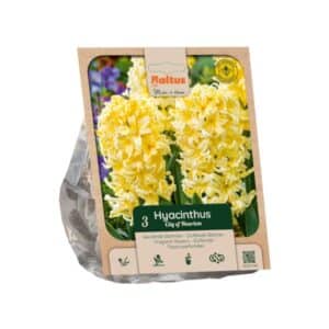 Hyacinth ‘City of Haarlem’ - 3 Bulbs