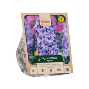 Hyacinth ‘Delft Blue’ - 3 Bulbs