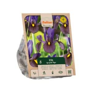 Dutch Iris ‘Eye of the Tiger’ - 8 Bulbs