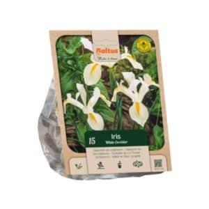 Dutch Iris 'White Excelsior' - 15 Bulbs