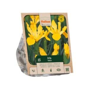 Dutch Iris Yellow - 15 Bulbs