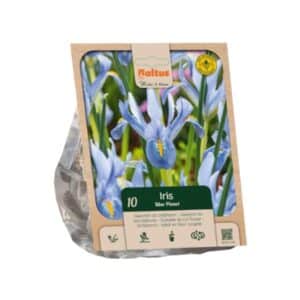 Dwarf Iris 'Blue Planet' - 10 Bulbs