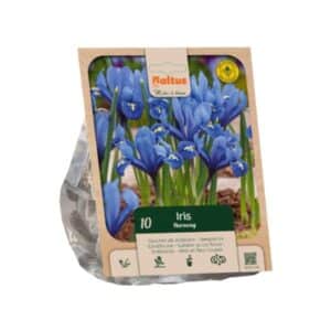 Dwarf Iris 'Harmony - 10 Bulbs