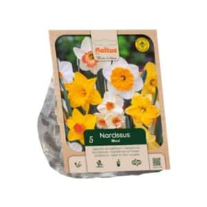 Narcissus Mixed - 5 Bulbs