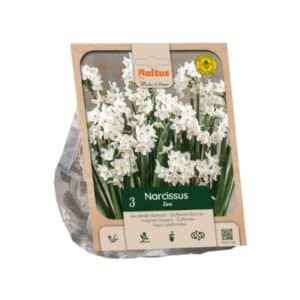 Narcissus Paperwhite - 3 Bulbs