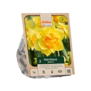 Narcissus Double ‘Apotheose’ - 3 Bulbs