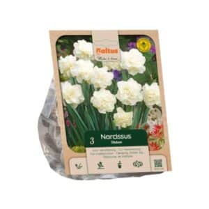 Narcissus Double ‘Obdam’ - 3 Bulbs