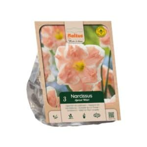 Narcissus Split Corona ‘Apricot Whirl’ - 3 Bulbs
