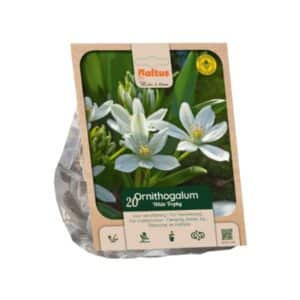 Ornithogalum ‘White Trophy’ - 20 Bulbs