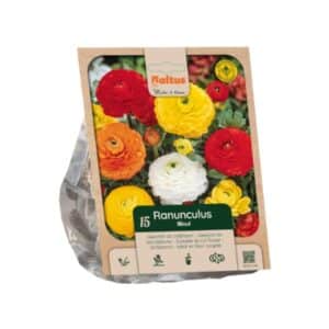 Ranunculus Asiaticus Mixed - 7 Bulbs