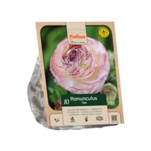 Ranunculus 'Picotee Pink' - 10 Bulbs