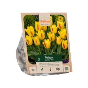Tulipa Multiflora ‘Sunshine Club’ - 3 Bulbs