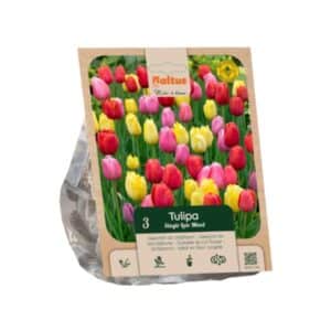 Tulipa Single Late Mixed - 3 Bulbs