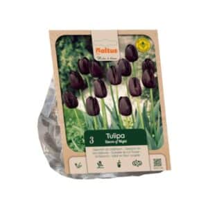 Tulipa Single Late ‘Queen of Night’ - 3 Bulbs