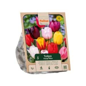 Tulipa Triumph Mixed - 5 Bulbs