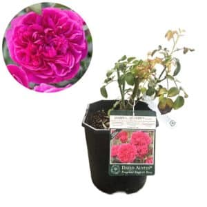 David Austin Rose 'James Austin®'