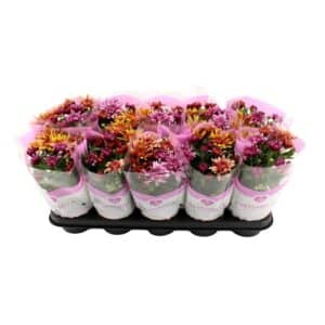 Chrysanthemum Indicum Mixed in Pot 12cm