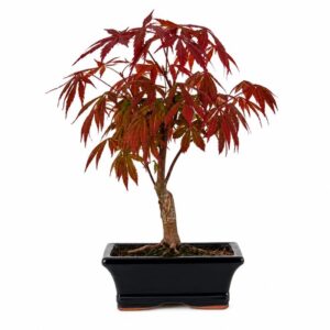 Bonsai Acer Palmatum Atropurpureum in Pot 26x24cm
