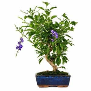 Bonsai Duranta Repens in Pot 32x51cm H45cm