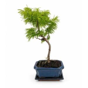 Bonsai Pseudolarix Amabilis in Pot 16x12cm H40cm