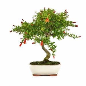 Bonsai Punica Granatum Nana in Pot 35x29cm H30cm