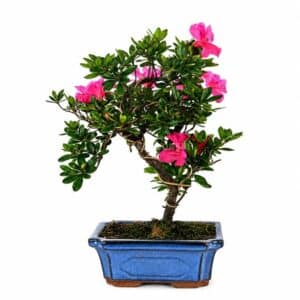 Bonsai Rhododendron Indicum in Pot 30x23cm H37cm