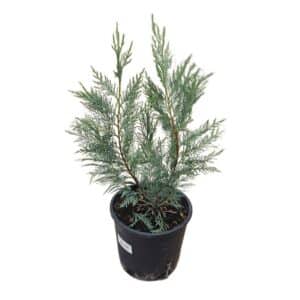 Cupressocyparis Leylandii in Pot 18cm