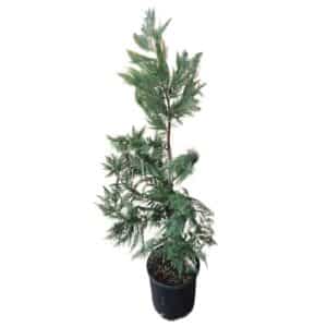 Cupressocyparis Leylandii in Pot 26cm