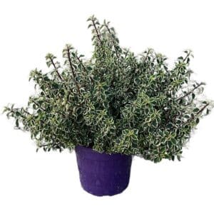 Hemizygia Candy Kisses in Pot 24cm