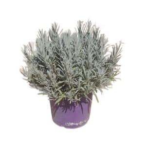 Lavanda Angustifolia (English) in Pot 24cm