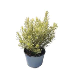 Lavanda Dentata (French) Variegata in Pot 18cm