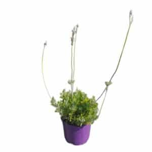 Lavanda Pinnata (Fernleaf) in Pot 18cm