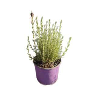 Lavanda Stoechas Blue (Spanish) in Pot 18cm
