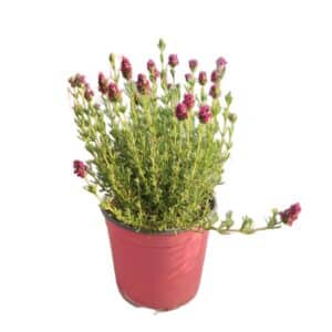 Lavanda Stoechas Pink (Spanish) in Pot 18cm