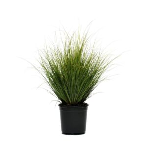 Carex Howardii Phoenix Green in Pot 16cm