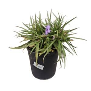 Ruellia Makoyana in Pot 18cm Lt3.3