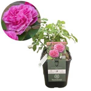 David Austin Rose 'Gertrude Jekyll®'