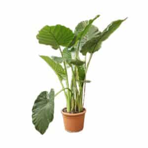 Alocasia Cespuglio in Pot 30cm