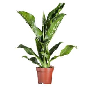 Dieffenbachia seg. 'Caiman' in Pot 17cm
