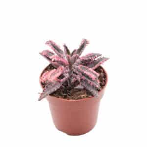 Kalanchoe Pink Butterfly in Pot 5.5cm
