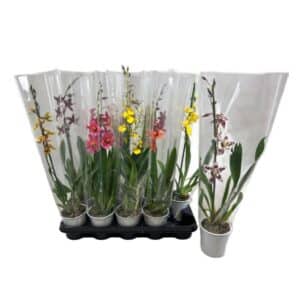 Orchid Cambria 1 Stem Mix in Pot 12cm