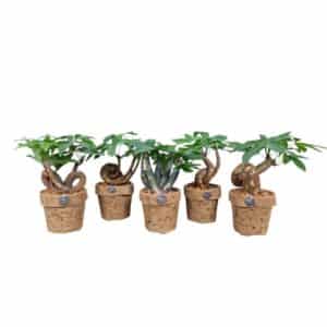 Pachira Aquatica Bonsai Mix in kokodama Pot 13cm