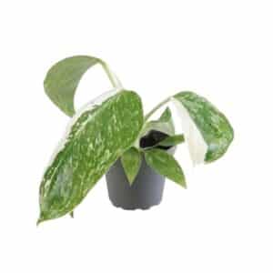 Philodendron 'Jose Bueno' in Pot 6cm