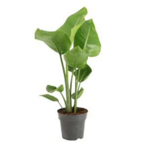 Strelitzia nicolai in Pot 17cm