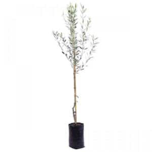 Olivo Bianco (White Olive - Oil Use) in Pot