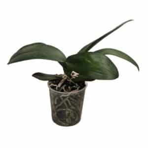 Phalaenopsis in Pot 12cm
