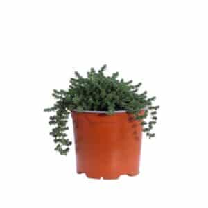 Frankenia Laevis in Pot 15cm